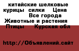 китайские шелковые курицы (силки) › Цена ­ 2 500 - Все города Животные и растения » Птицы   . Курская обл.